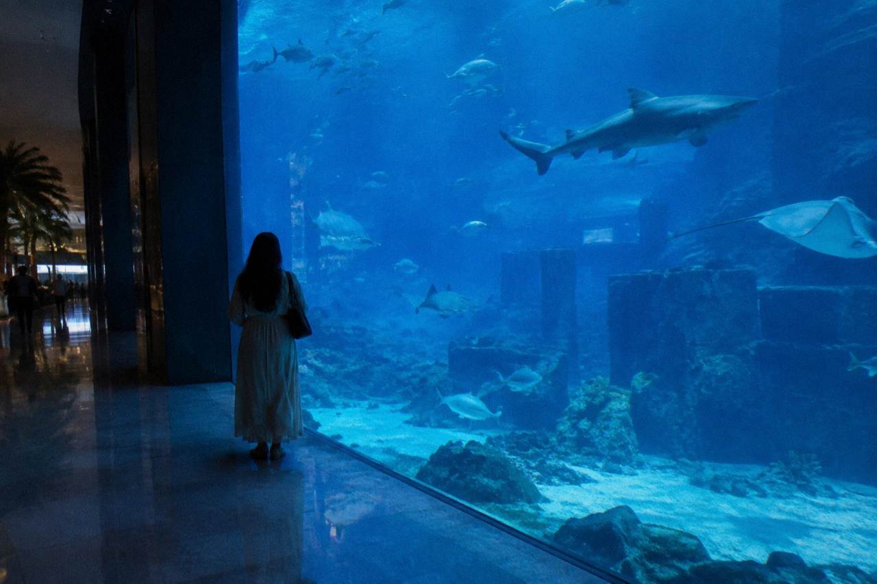 A large aquarium viewing panel seen from a shopping mall corridor